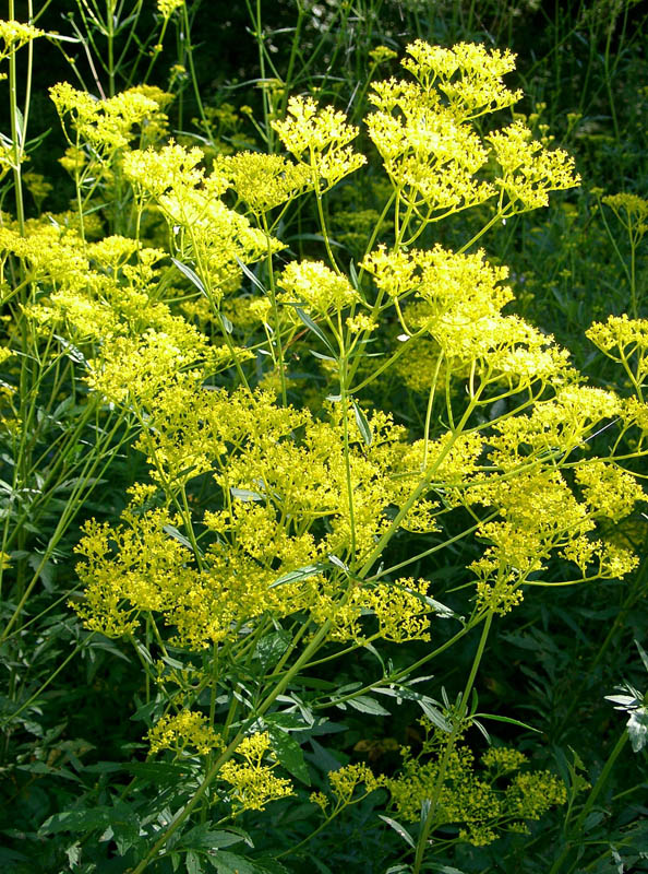 Patrinia scabiosifolia