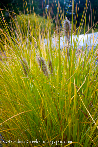 Pennisetum massaicum ‘Red Buttons’