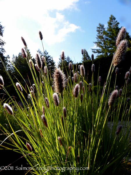 Pennisetum thunbergii 'Red Buttons' - Buy Online at Annie's Annuals