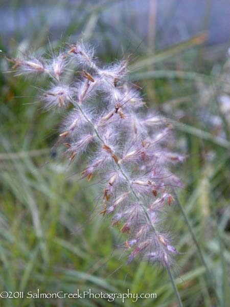 Pennisetum orientale