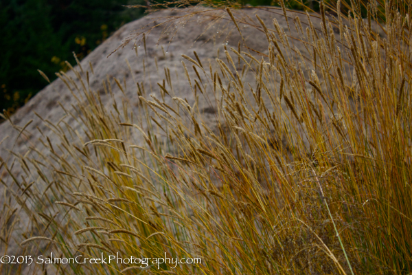 Pennisetum spathiolatum