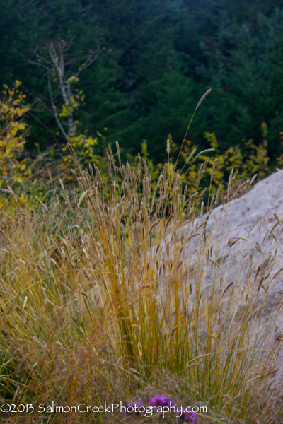 Pennisetum spathiolatum