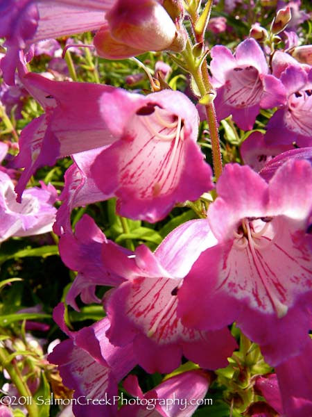 Penstemon ‘Elizabeth Cozzens’’