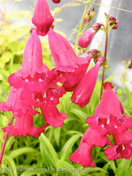 Penstemon Geoff Hamilton