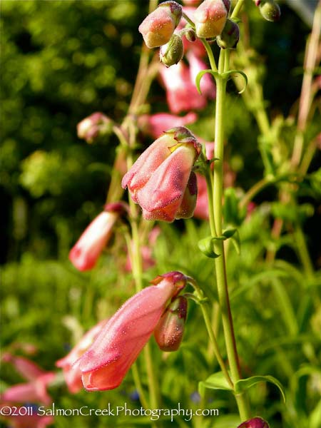 Penstemon Hidcote Pink