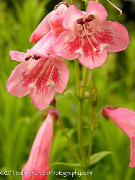 <i>Penstemon</i> ‘Hidcote Pink’