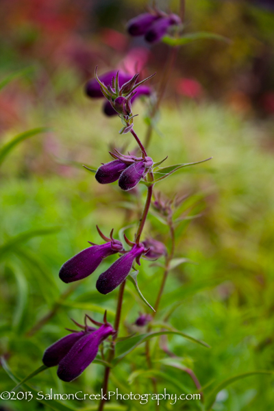 Penstemon x mexicali ‘Pikes Peak Purple’