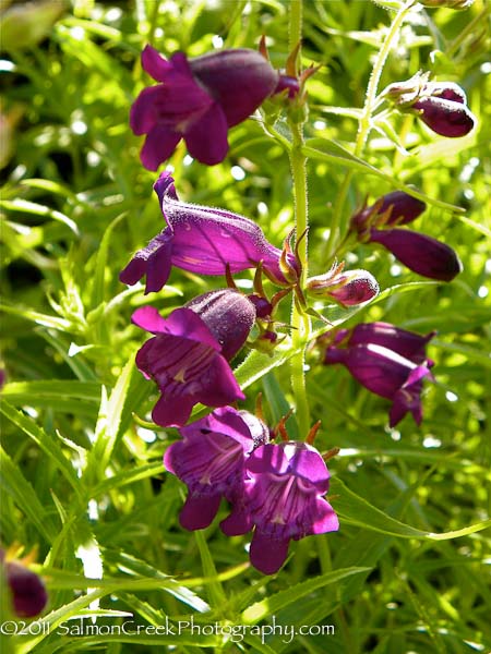 Penstemon x mexicali ‘Pikes Peak Purple’