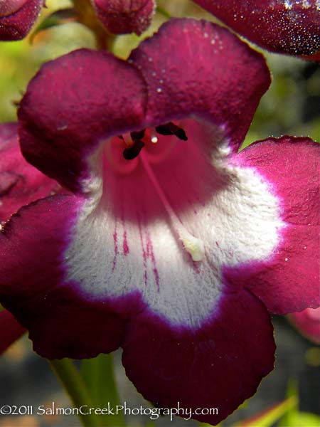 Penstemon Raven