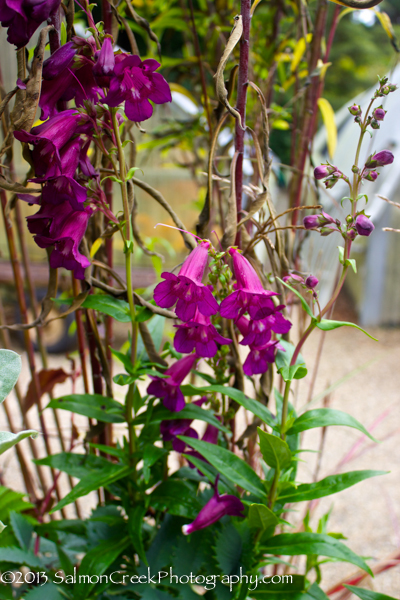 Penstemon ‘Raven’