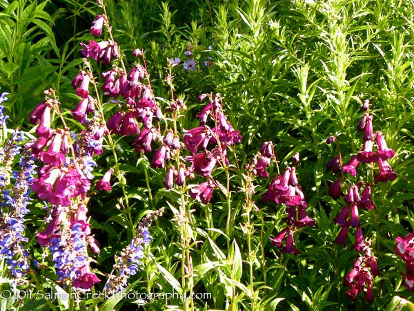 Penstemon Raven