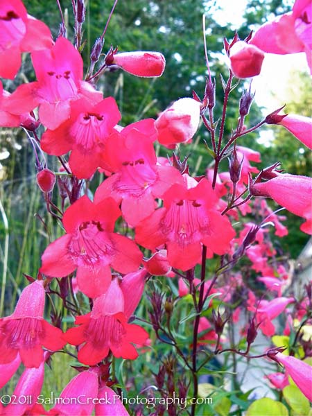 Penstemon Schoenholzeri