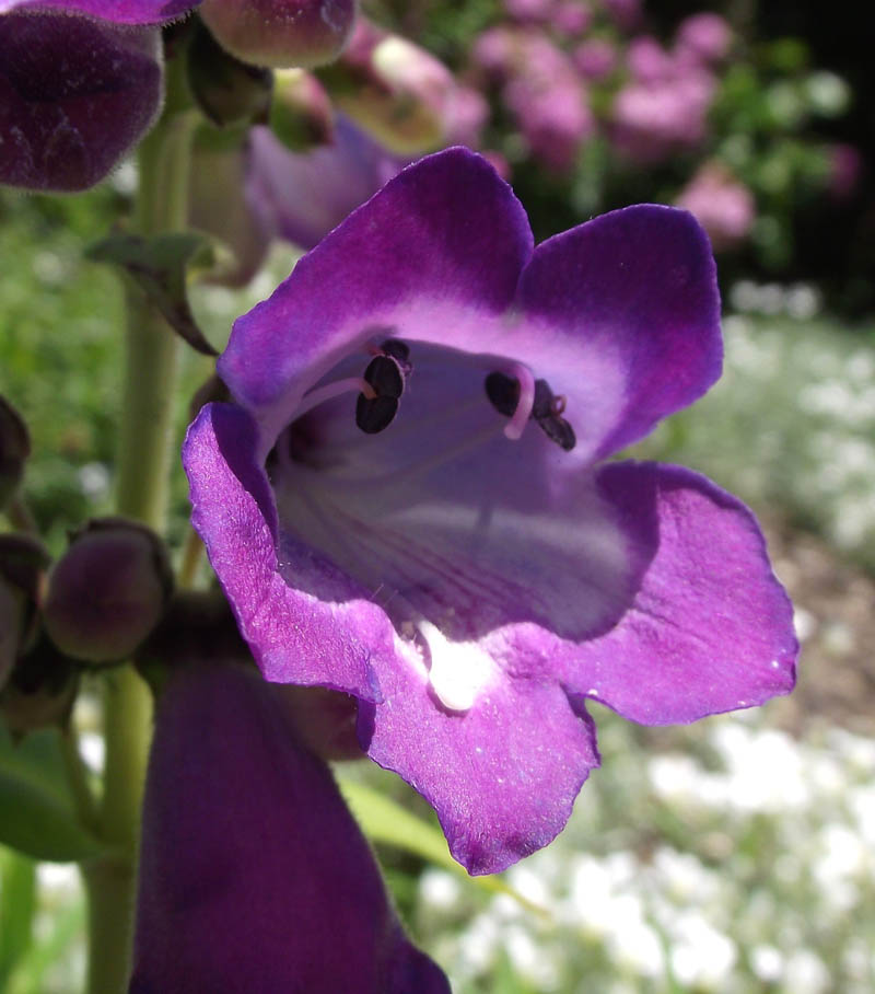 Penstemon ‘Stapleford Gem’