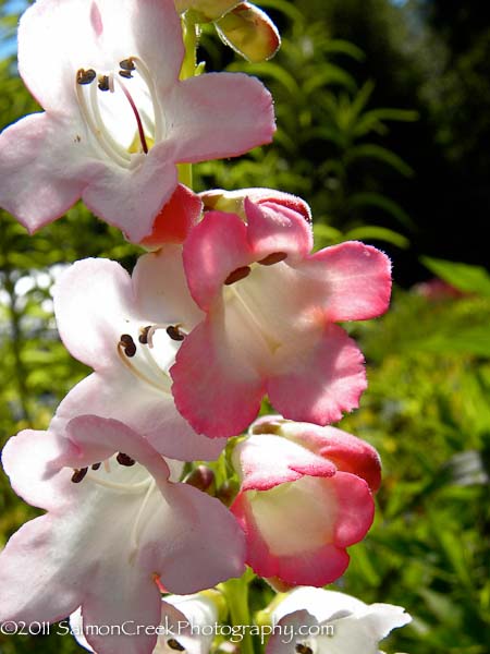 Penstemon Thorn