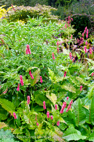 Persicaria amplexicaulis Atrosanguinea