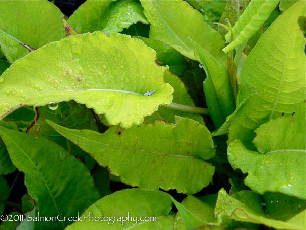 Persicaria amplexicaulis ‘Atrosanguinea’