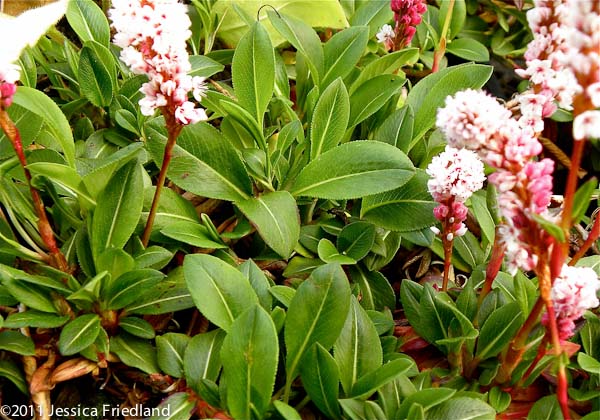 Persicaria affinis Dimity