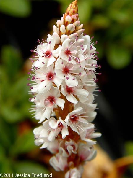 Persicaria affinis Dimity