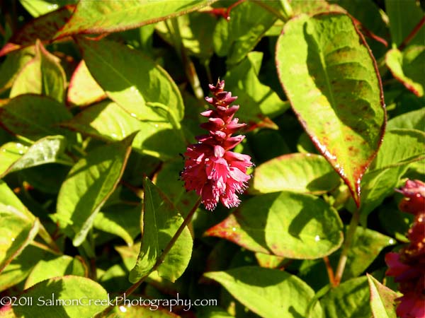 Persicaria amplexicaulis ‘Inverleith’