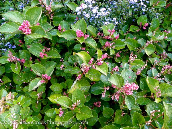 Persicaria amplexicaulis ‘Inverleith’