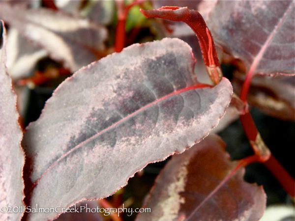 Persicaria microcephala Red Dragon