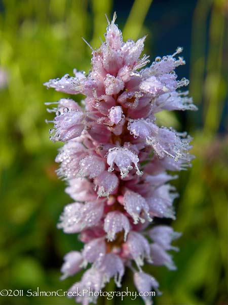 Persicaria bistorta Superba