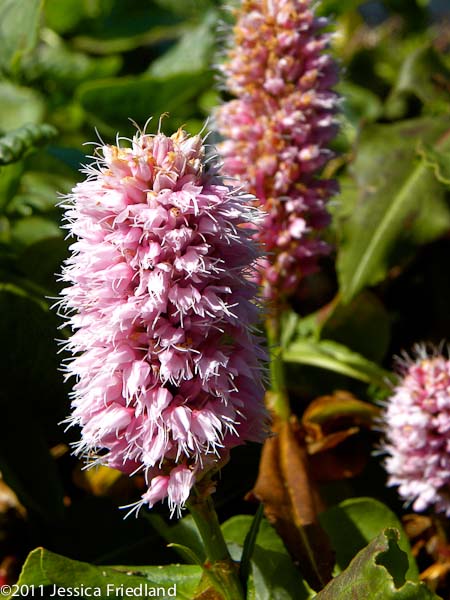 Persicaria bistorta Superba