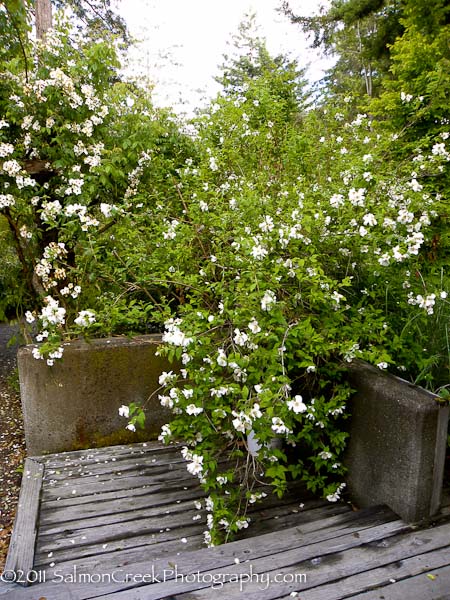 <i>Philadelphus</i> x <i>lemoinei</i> ‘Belle Etoile’