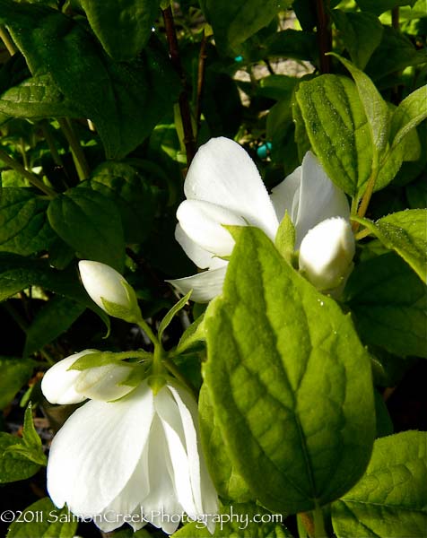 Philadelphus Snowbelle