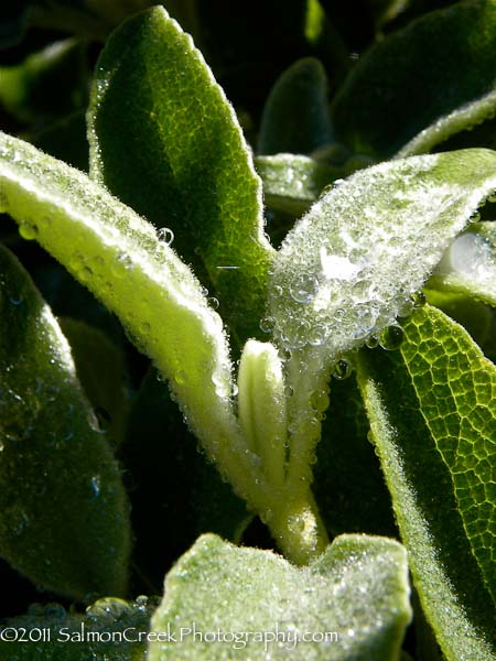 Phlomis fruticosa