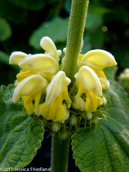 Phlomis russeliana