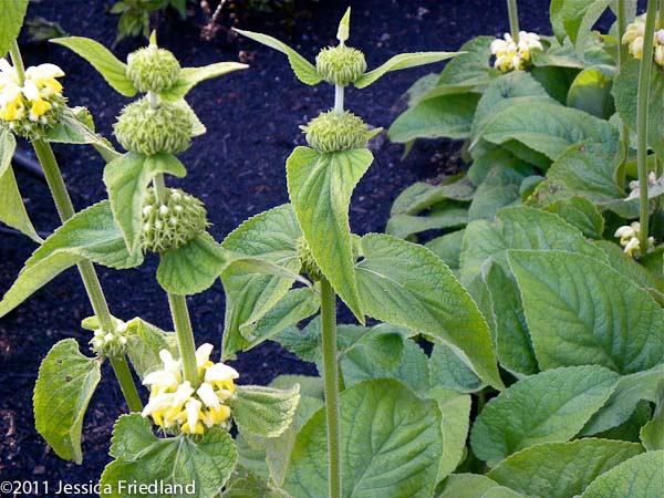 Phlomis russeliana