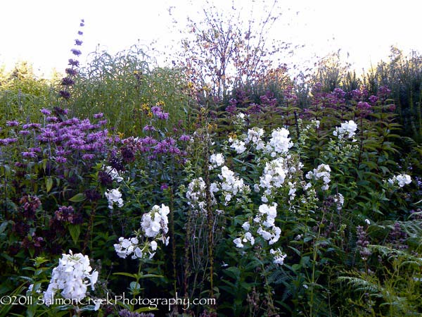 Phlox paniculata Davids Lavender