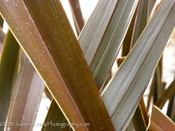Phormium Ed Carman