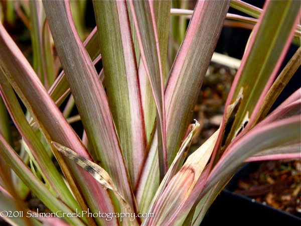 Phormium Pink Stripe