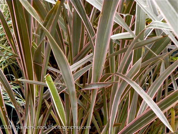 Phormium ‘Pink Stripe’