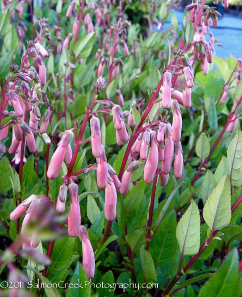 Phygelius rectus ‘Pink Elf’