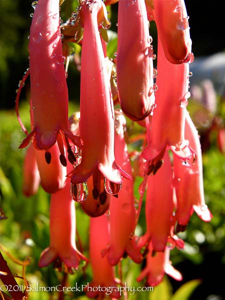 Phygelius ‘Trewidden Pink’