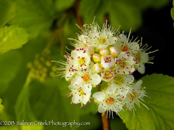 Physocarpus opulifolius ‘Dart’s Gold’