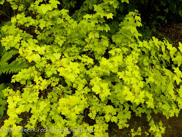 Physocarpus opulifolius Dart’s Gold