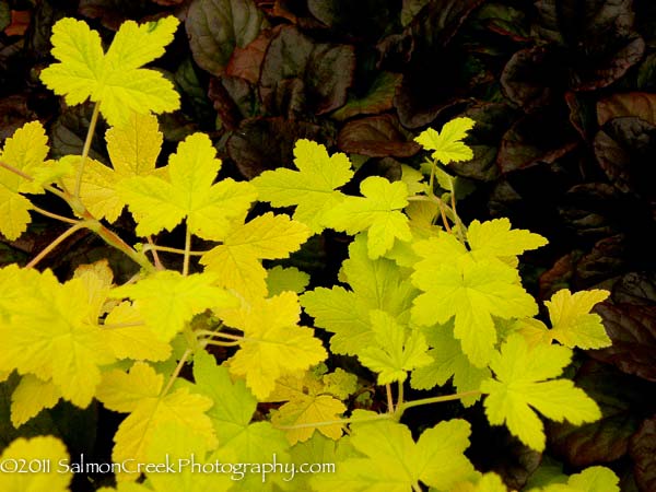 Physocarpus opulifolius Dart’s Gold