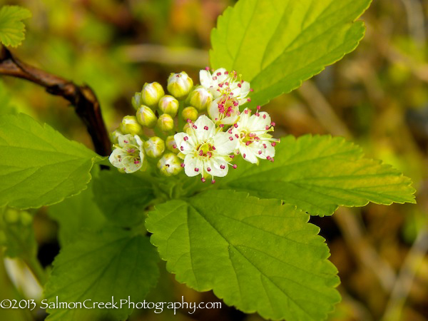 Physocarpus opulifolius ‘Dart’s Gold’