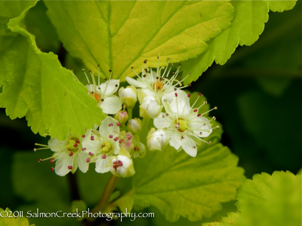 Physocarpus opulifolius ‘Dart’s Gold’