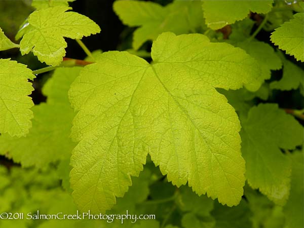 Physocarpus opulifolius ‘Dart’s Gold’