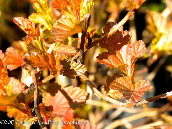 Physocarpus opulifolius ‘Mindia’