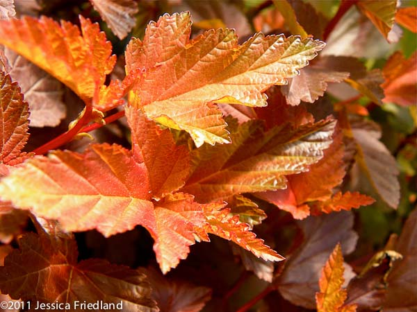 Physocarpus opulifolius Mindia