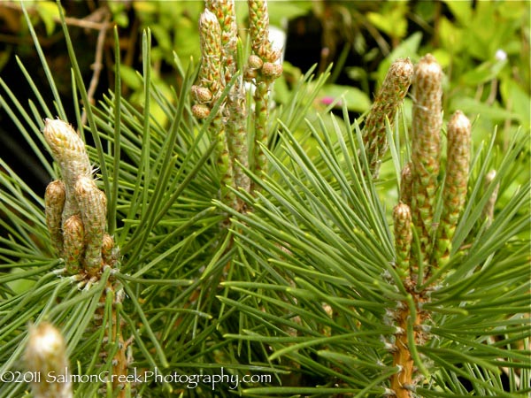 Pinus thunbergii var. Mikawa