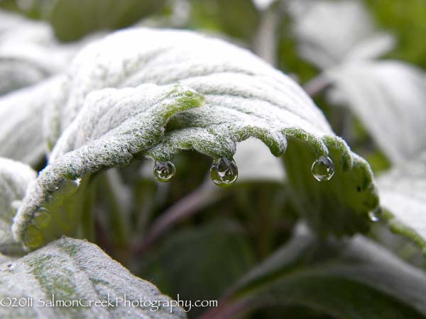 Plectranthus argentatus Longwood Silver