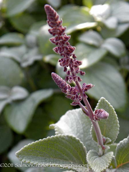 Plectranthus argentatus Longwood Silver