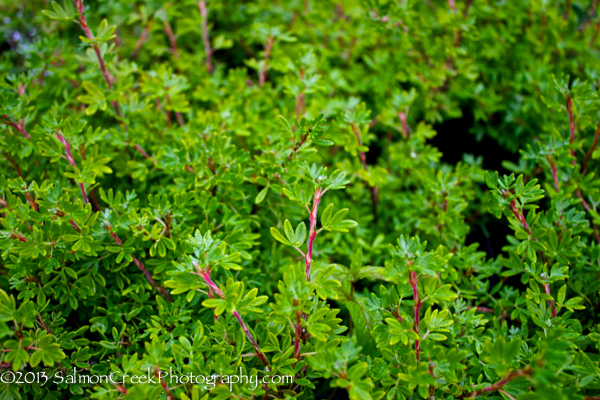 Potentilla fruticosa Apricot Whisper